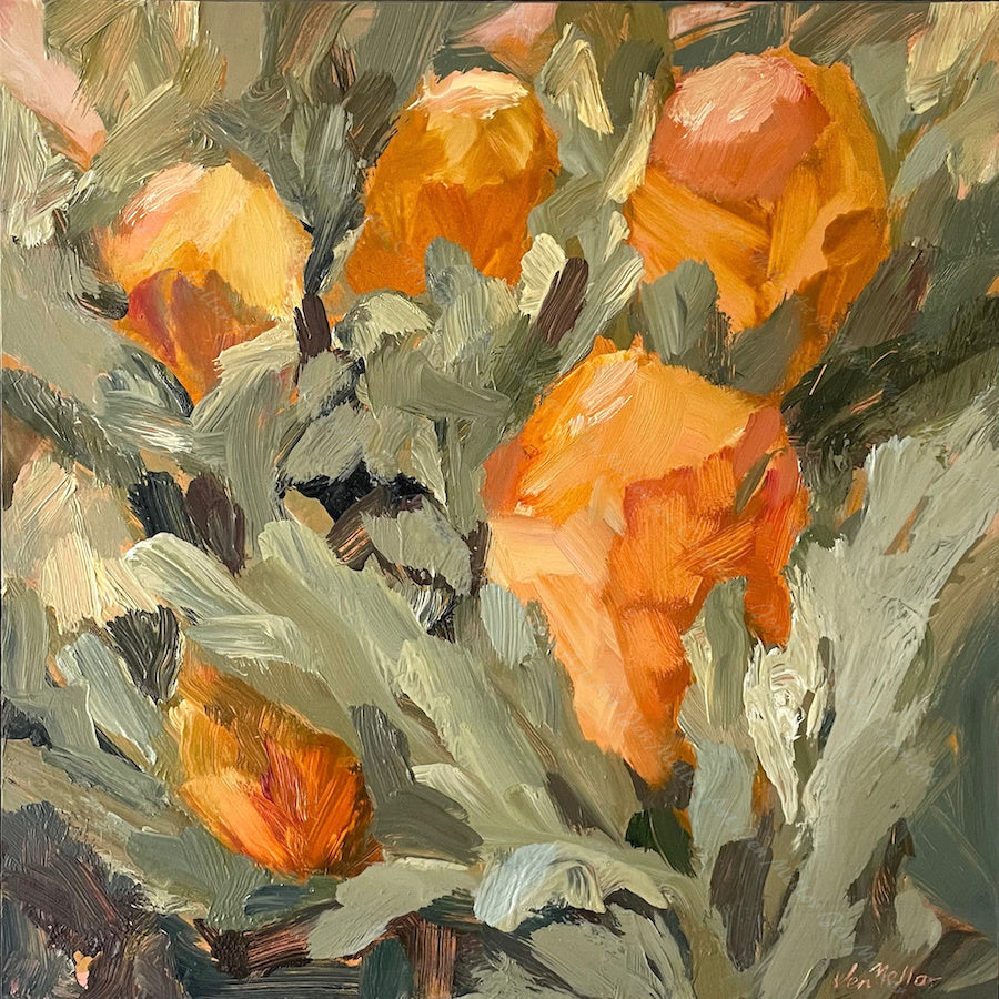 Banksias in Morning Light