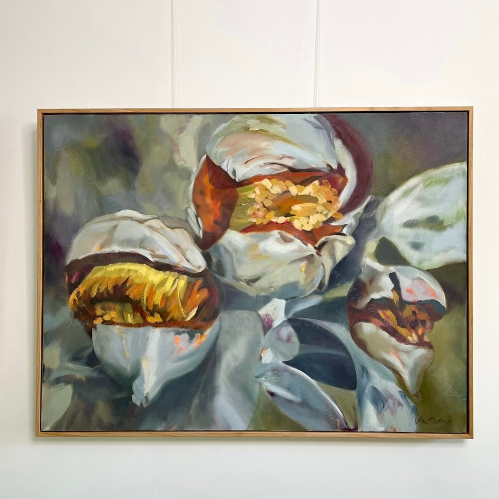 Eucalyptus Macrocarpa Pods