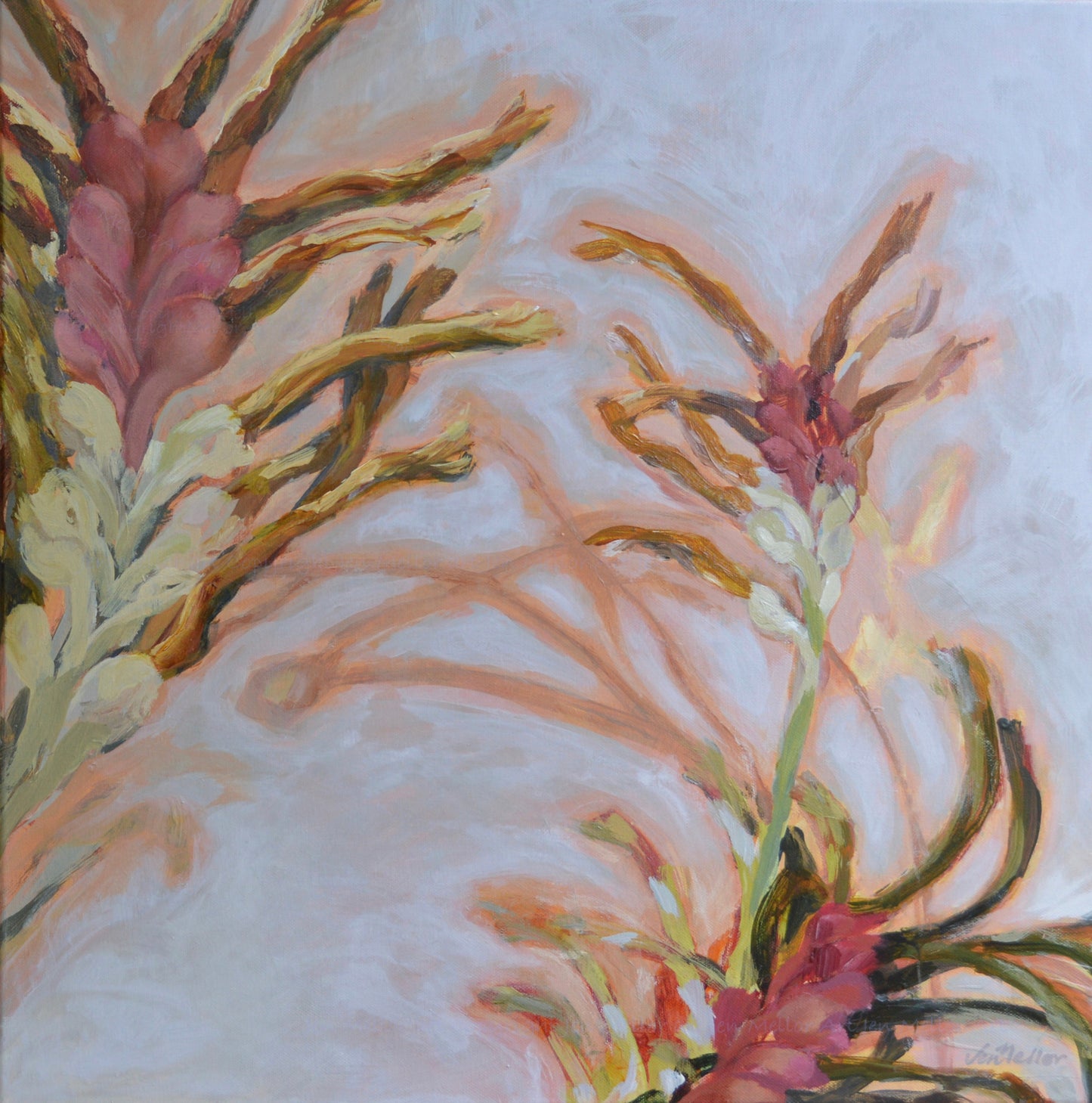 Graceful , Kangaroo Paws