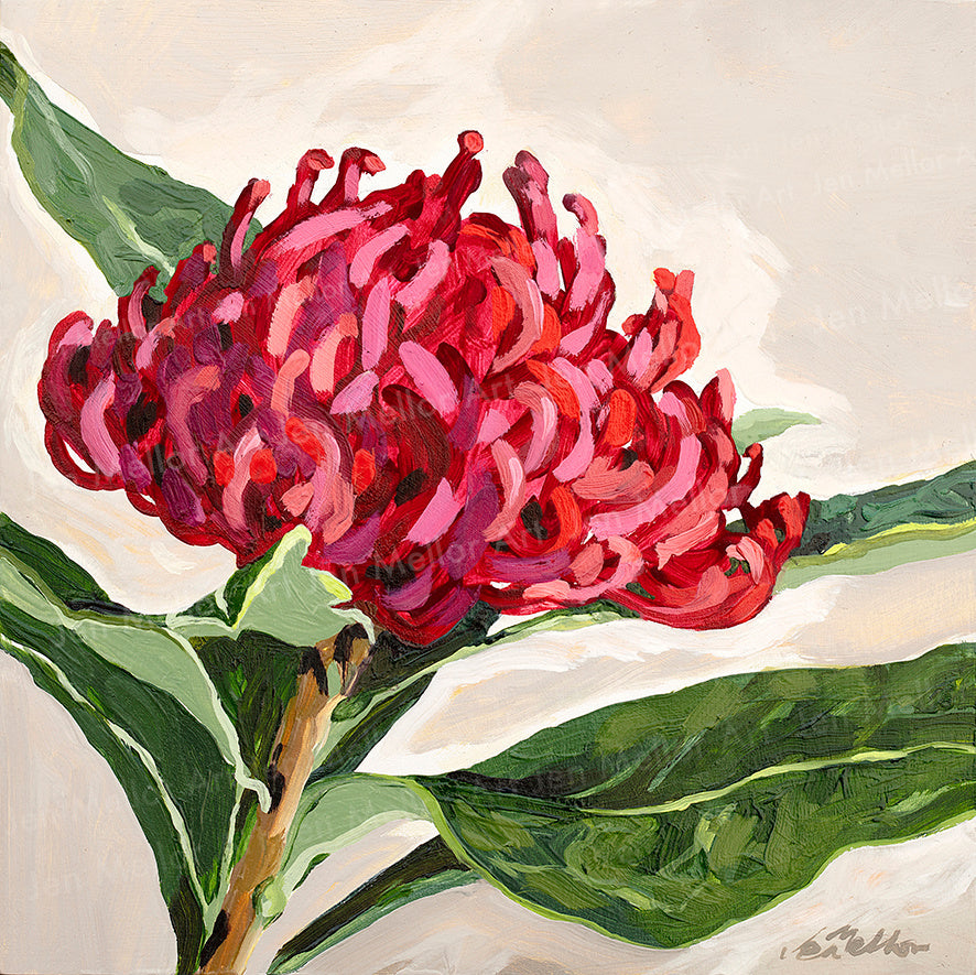 Waratah - Limited Edition Print