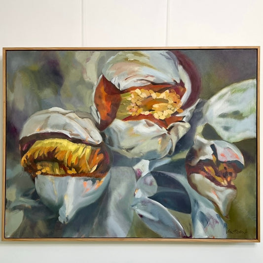 Eucalyptus Macrocarpa Pods