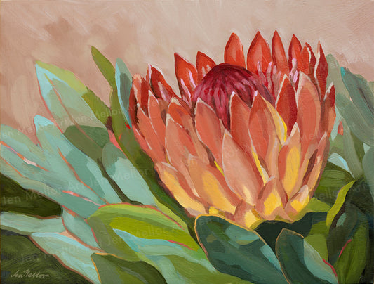 Protea Eximia and Foliage - Limited Edition Print